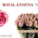 Athena Royale 70cm