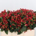 Hyp Magical Triumph 40cm