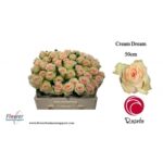 Cream Dream 50cm