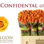 Confidential 60cm