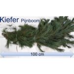 Pinus strobus