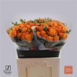 Orange Queen 40cm