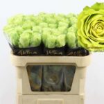 Green Generation 70cm