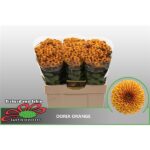 Chr San aaa doria orange