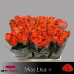 Miss lisa 60cm