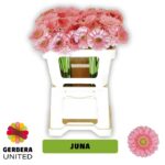 Ge Mi Juna 50cm