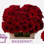 Ge Mi Masserati 50cm