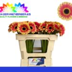 Ge Mi Holy moly  50cm