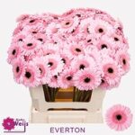 Ge Mi Everton 50cm