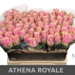 Athena Royale 70cm