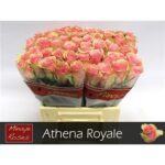 Athena Royale 50cm