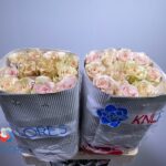 Quicksand 50cm(Ecuador 25st)