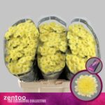 Chr San Baykal Lunar 55cm