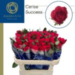 Cerise success 70cm