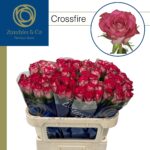 Crossfire 70cm