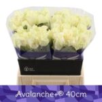 Avalanche 40cm