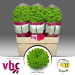 Chr San Peptalk 55cm