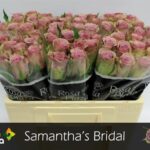 Samantha Bridal 50cm