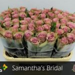 Samantha Bridal 60cm