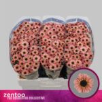 Chr San Yin Yang Smokey 55cm