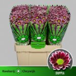 Chr San Aaa Doppia 55cm