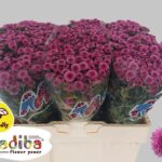 Chr San Mad Cher Tyolo 55cm