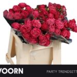 Party trendsetter 40cm