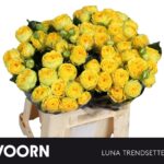 Luna trendsetter 40cm