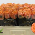 Tropical horizon 40cm