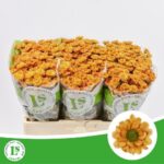 Chr San Rossi Orange 55cm