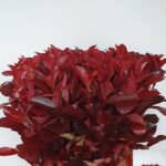 Photinia X F Red Robin 60cm