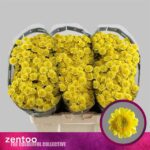 Chr San Sun Up Sunny