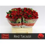 Red Tacazzi 35cm