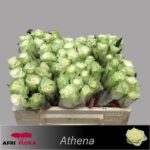 Athena 40cm
