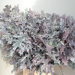 Querc Palustris White 80cm