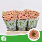 Chr San Rossi Smokey 55cm