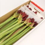 Amaryllis Lion King (10)