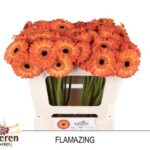 Ge Mi Flamazing 50cm
