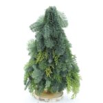 Alberidi nobilis 50cm (Mix Color)