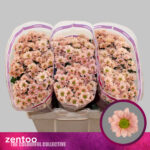 Chr San Babette 55cm