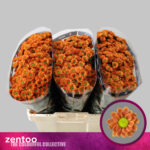 Chr San AAA Insta 55cm