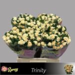 Trinity 60cm