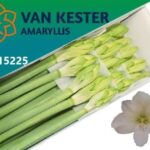 Amaryllis Casablanca (15)