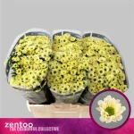 Chr San Rossi Cream 55cm