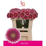 Ge Mi Gillian 50cm