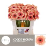 Ge Mi Cookie n cream 50cm