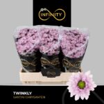 Chr San Twinkly 55cm