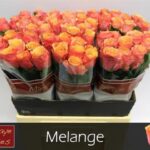 Melange 50cm