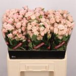 Sweet Porcelina 50cm