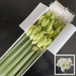 Amaryllis Wimbledon (15)